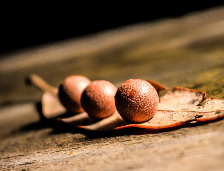 自动攻击网站工具下载